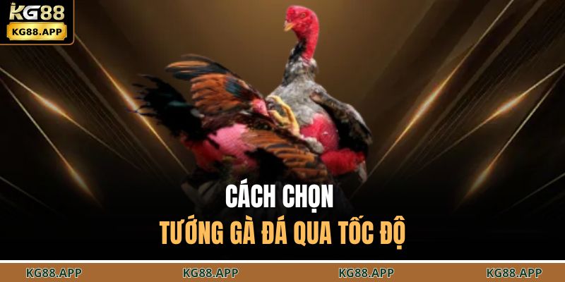Cách Chọn Tướng Gà Đá - Bí Kíp Tối Ưu Chiến Kê Thành Công 3 Cách chọn tướng gà đá qua tốc độ