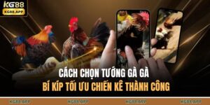 Cách Chọn Tướng Gà Đá - Bí Kíp Tối Ưu Chiến Kê Thành Công 4 Cách chọn tướng gà đá