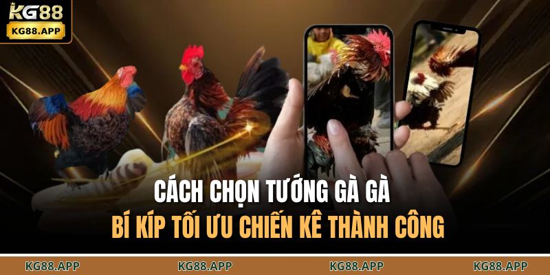 Cách chọn tướng gà đá