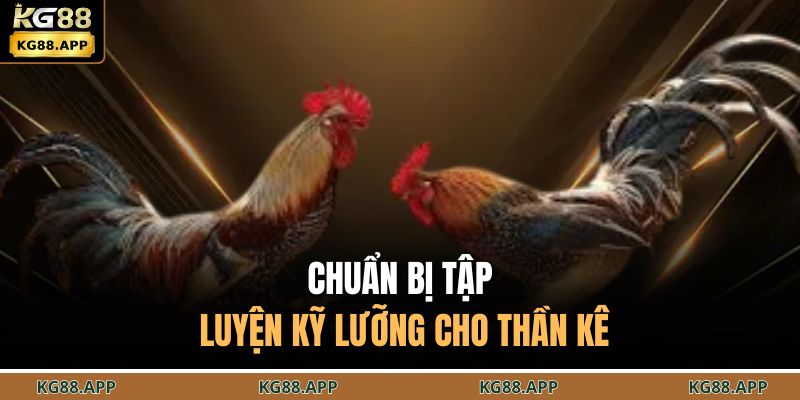 Đá Gà Cựa Sắt KG88 - Đấu Trường Chọi Kế Căng Thẳng 3 Chuẩn bị tập luyện kỹ lưỡng cho thần kê