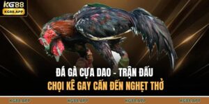 Đá Gà Cựa Dao - Trận Đấu Chọi Kê Gay Cấn Đến Nghẹt Thở 10 Đá gà cựa dao