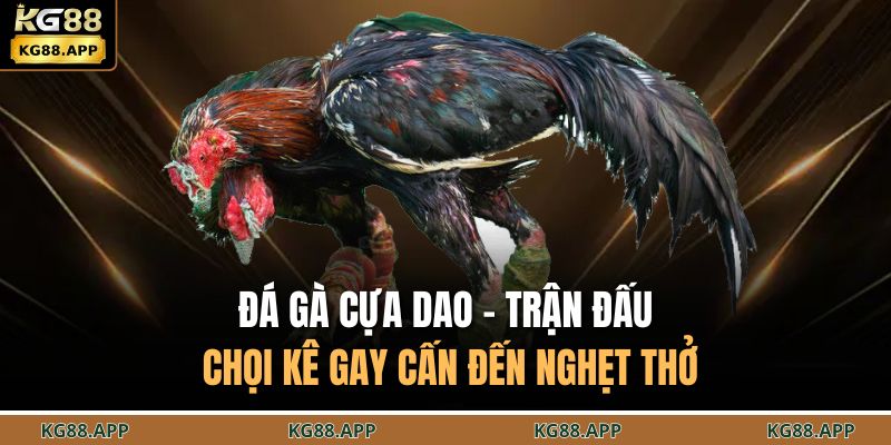 Đá gà cựa dao