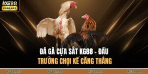Đá Gà Cựa Sắt KG88 - Đấu Trường Chọi Kế Căng Thẳng 3 Đá gà cựa sắt KG88