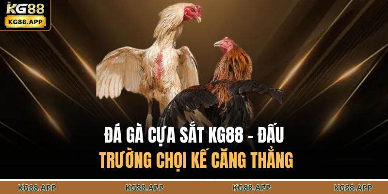 Đá Gà Cựa Sắt KG88 - Đấu Trường Chọi Kế Căng Thẳng 1 Đá gà cựa sắt KG88