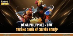 Đá Gà Philippines - Đấu Trường Chiến Kê Chuyên Nghiệp 1 Đá gà Philippines