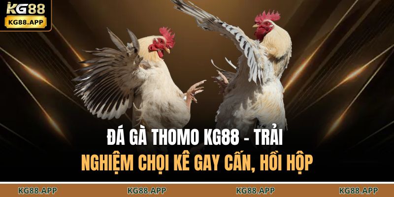 Đá Gà Thomo KG88 – Trải Nghiệm Chọi Kê Gay Cấn, Hồi Hộp 1 Đá gà thomo KG88