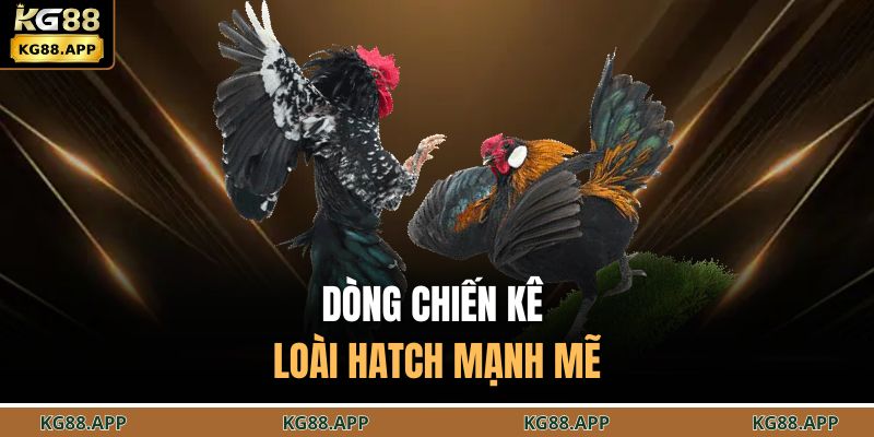 Đá Gà Philippines - Đấu Trường Chiến Kê Chuyên Nghiệp 4 Dòng chiến kê loài Hatch mạnh mẽ