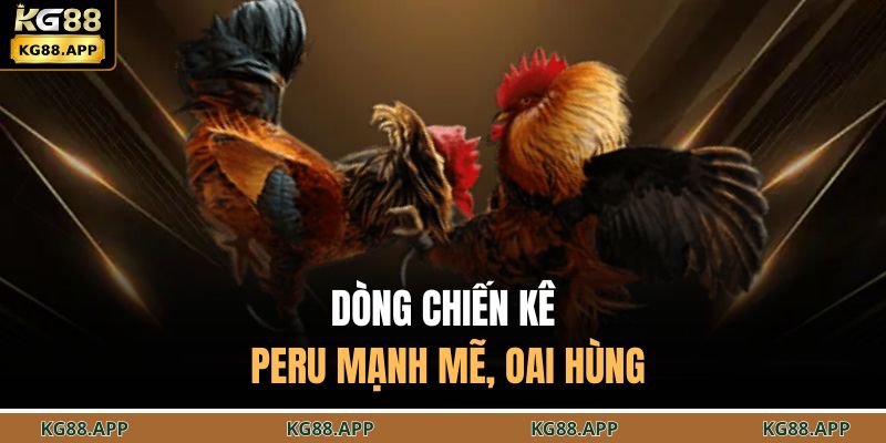 Đá Gà Cựa Dao - Trận Đấu Chọi Kê Gay Cấn Đến Nghẹt Thở 4 Dòng chiến kê Peru mạnh mẽ, oai hùng