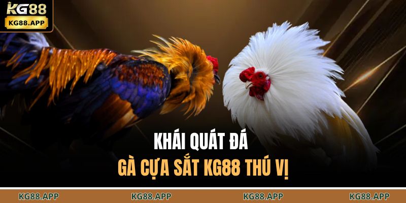 Đá Gà Cựa Sắt KG88 - Đấu Trường Chọi Kế Căng Thẳng 2 Khái quát đá gà cựa sắt KG88 thú vị