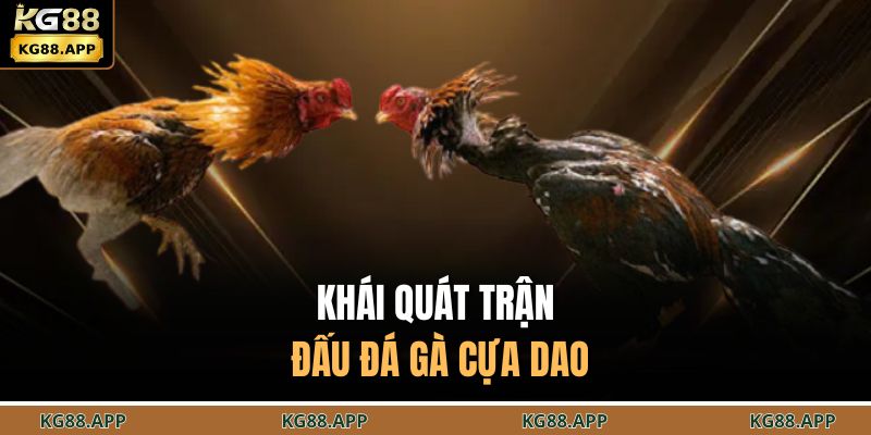 Đá Gà Cựa Dao - Trận Đấu Chọi Kê Gay Cấn Đến Nghẹt Thở 2 Khái quát trận đấu đá gà cựa dao