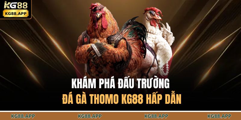 Đá Gà Thomo KG88 – Trải Nghiệm Chọi Kê Gay Cấn, Hồi Hộp 2 Khám phá đấu trường đá gà thomo KG88 hấp dẫn