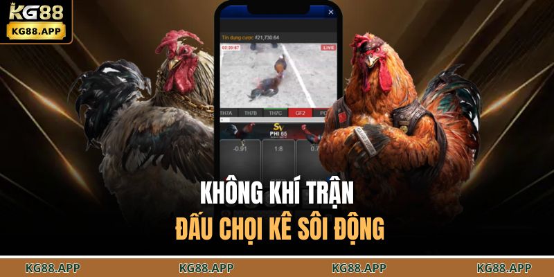 Đá Gà Philippines - Đấu Trường Chiến Kê Chuyên Nghiệp 3 Không khí trận đấu chọi kê sôi động