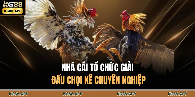 Đá Gà Thomo KG88 – Trải Nghiệm Chọi Kê Gay Cấn, Hồi Hộp 3 Nhà cái tổ chức giải đấu chọi kê chuyên nghiệp