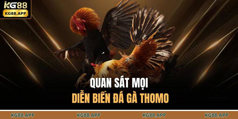Đá Gà Thomo KG88 – Trải Nghiệm Chọi Kê Gay Cấn, Hồi Hộp 4 Quan sát mọi diễn biến đá gà thomo