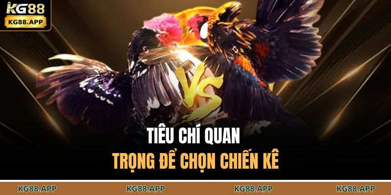 Cách Chọn Tướng Gà Đá - Bí Kíp Tối Ưu Chiến Kê Thành Công 2 Tiêu chí quan trọng để chọn chiến kê
