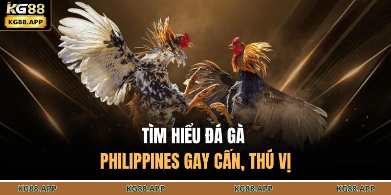 Đá Gà Philippines - Đấu Trường Chiến Kê Chuyên Nghiệp 2 Tìm hiểu đá gà Philippines gay cấn, thú vị